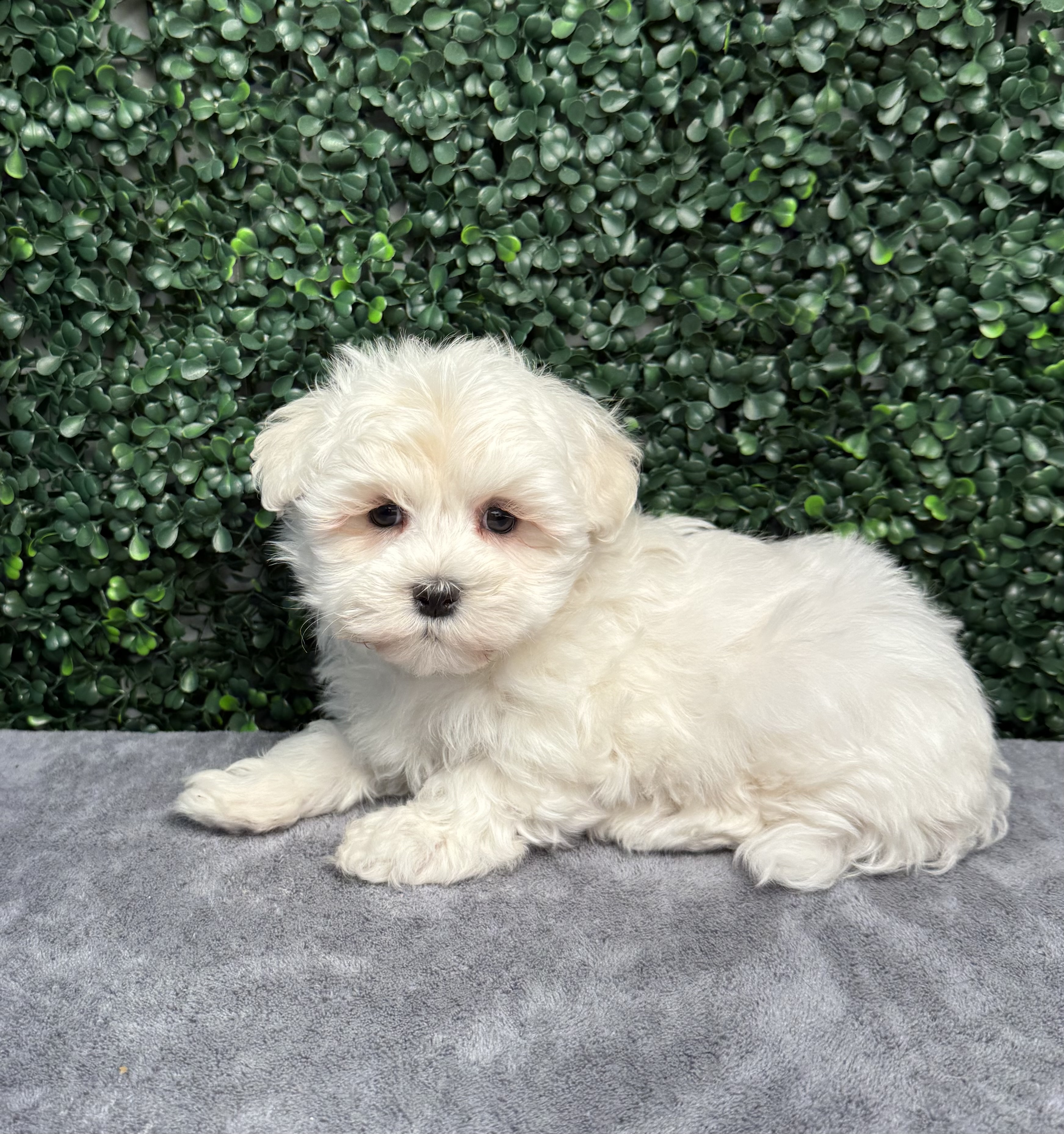 Maltese - 5035 Image #2