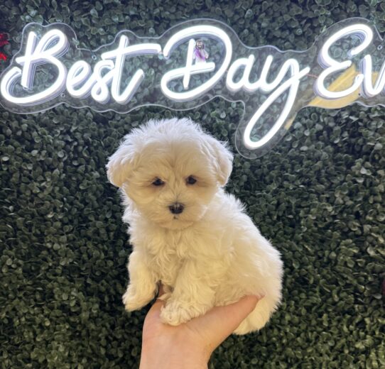 [#252271-02] White M Maltese Puppies for Sale