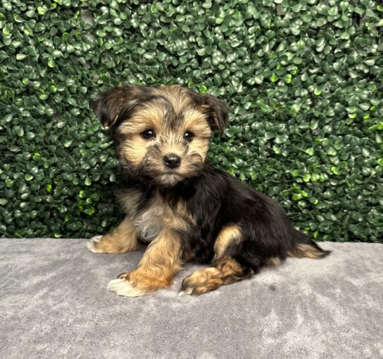 [#252266-07] Black / Tan F Morkie Puppies for Sale