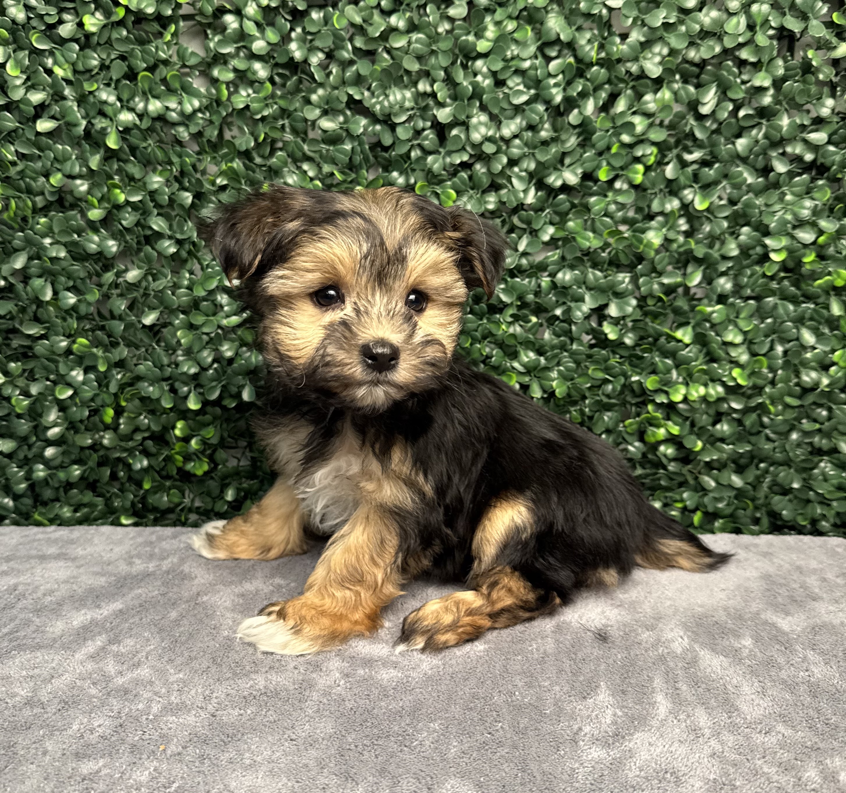Morkie - 5034 Image #1