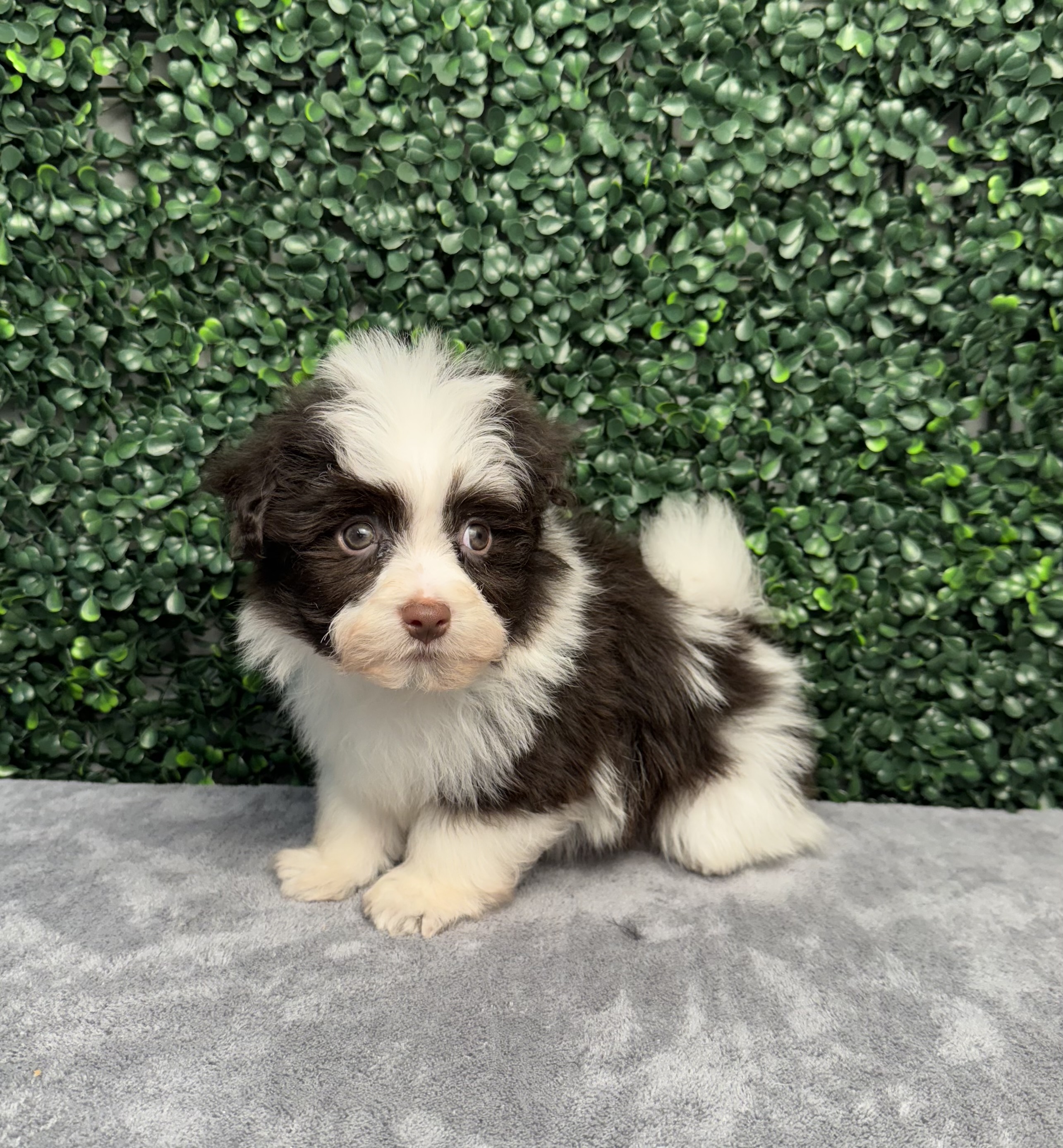 Havanese - 5031 Image #2