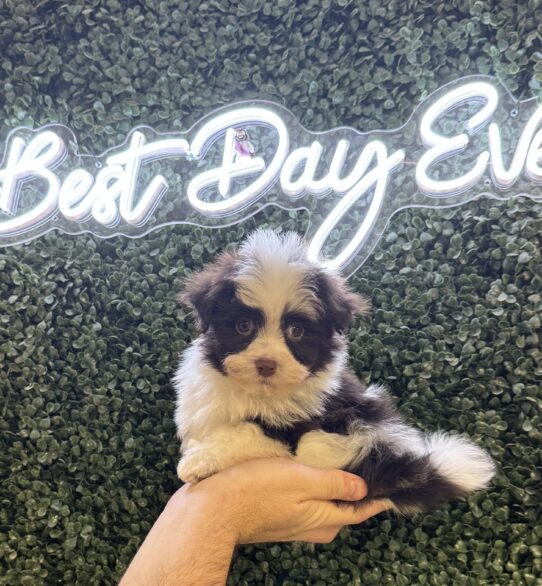 [#252230-05] Chocolate M Havanese Puppies for Sale