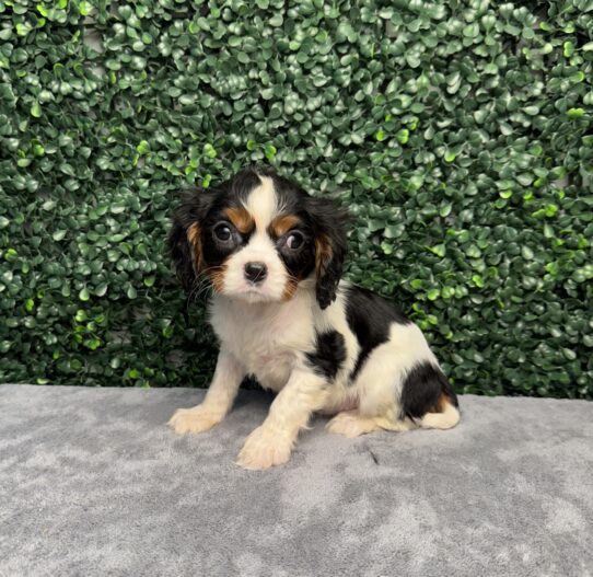 [#252297-05] Tri-Colored F Cavalier King Charles Spaniel Puppies for Sale