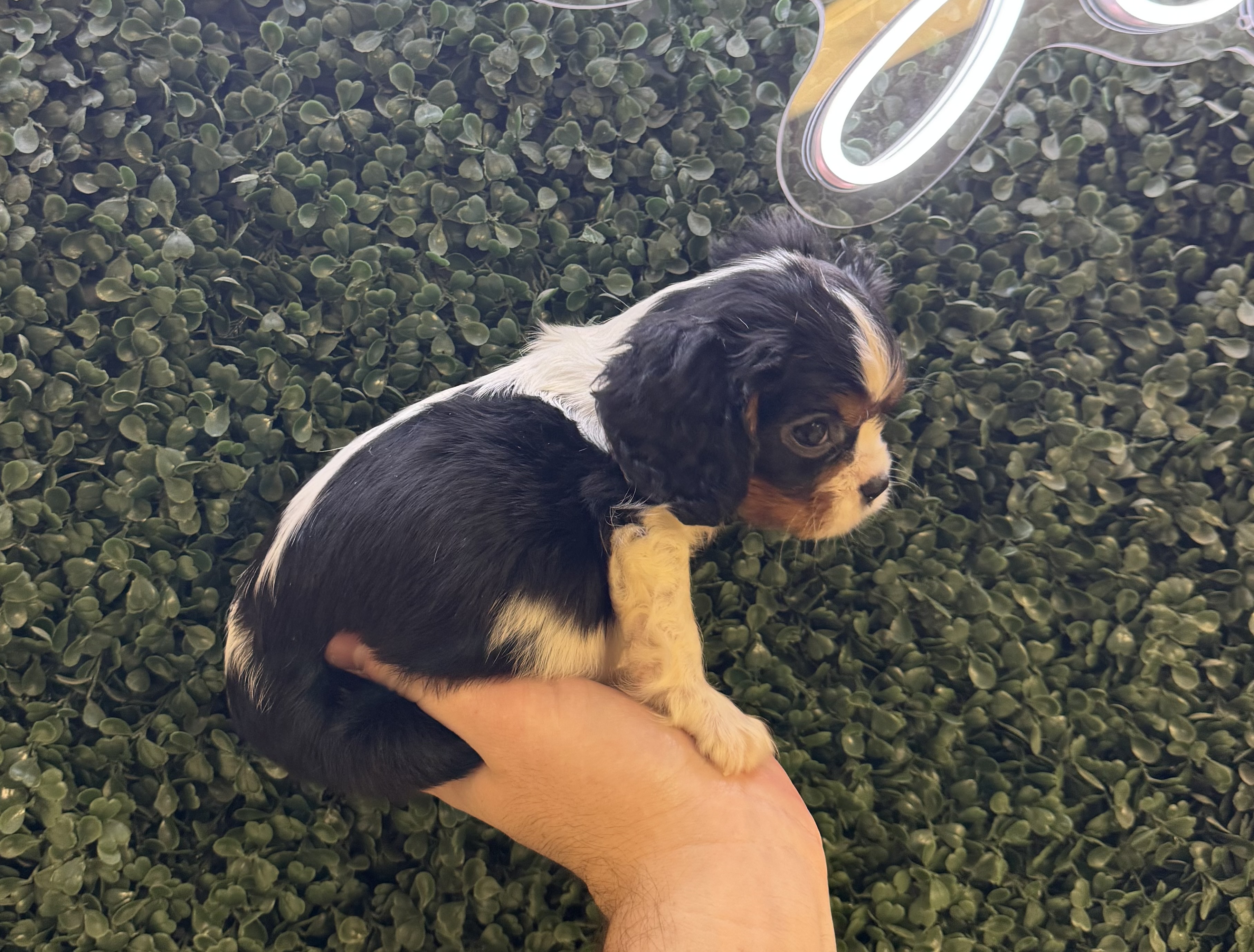 Cavalier King Charles Spaniel - 5038 Image #2