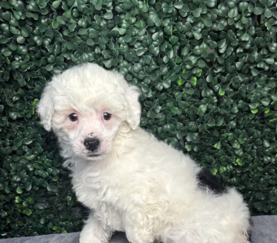 [#252272-01] Black / White M Poodle Mini Puppies for Sale