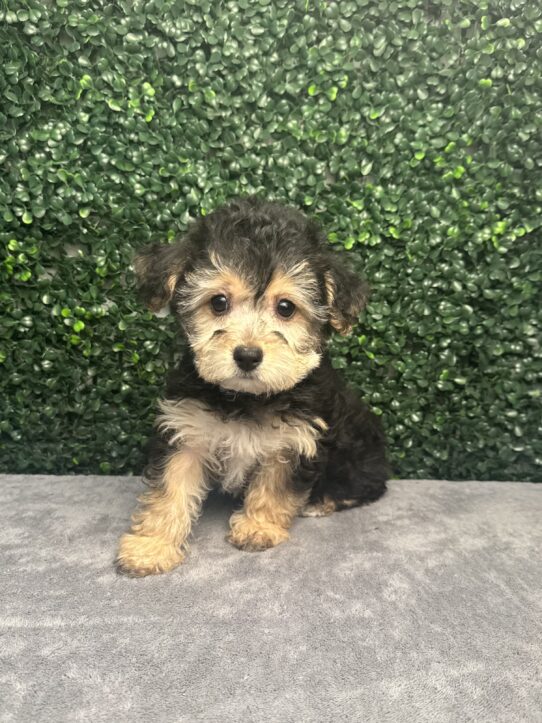 [#252172-04] Black / Tan F Yochon Puppies for Sale
