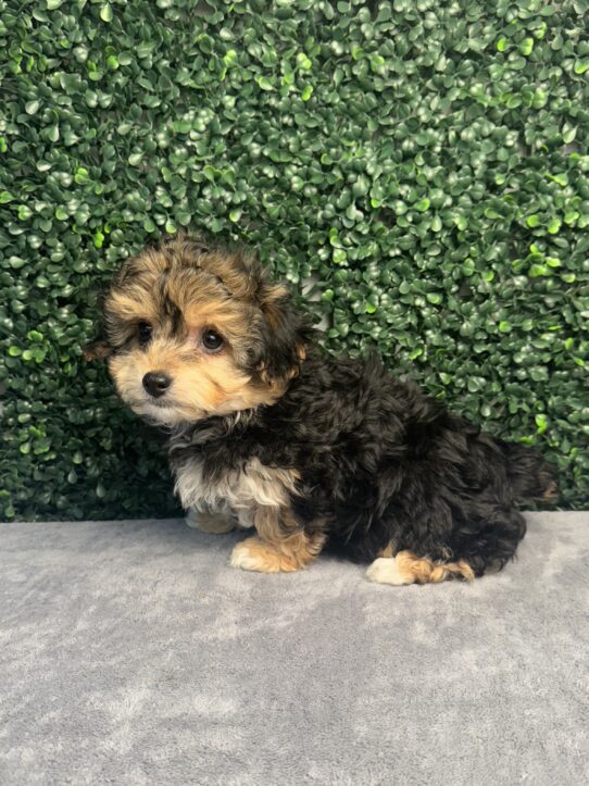 [#252172-06] Black / Tan F Yochon Puppies for Sale