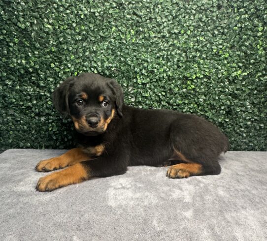 Rottweiler-Dog-Female--5049-Tiny Paws