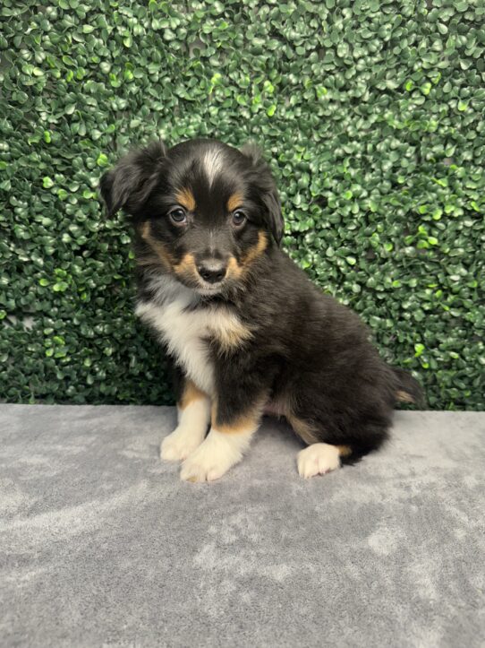 [#25367-01] Black White / Tan M Miniature Australian Shepherd Puppies for Sale