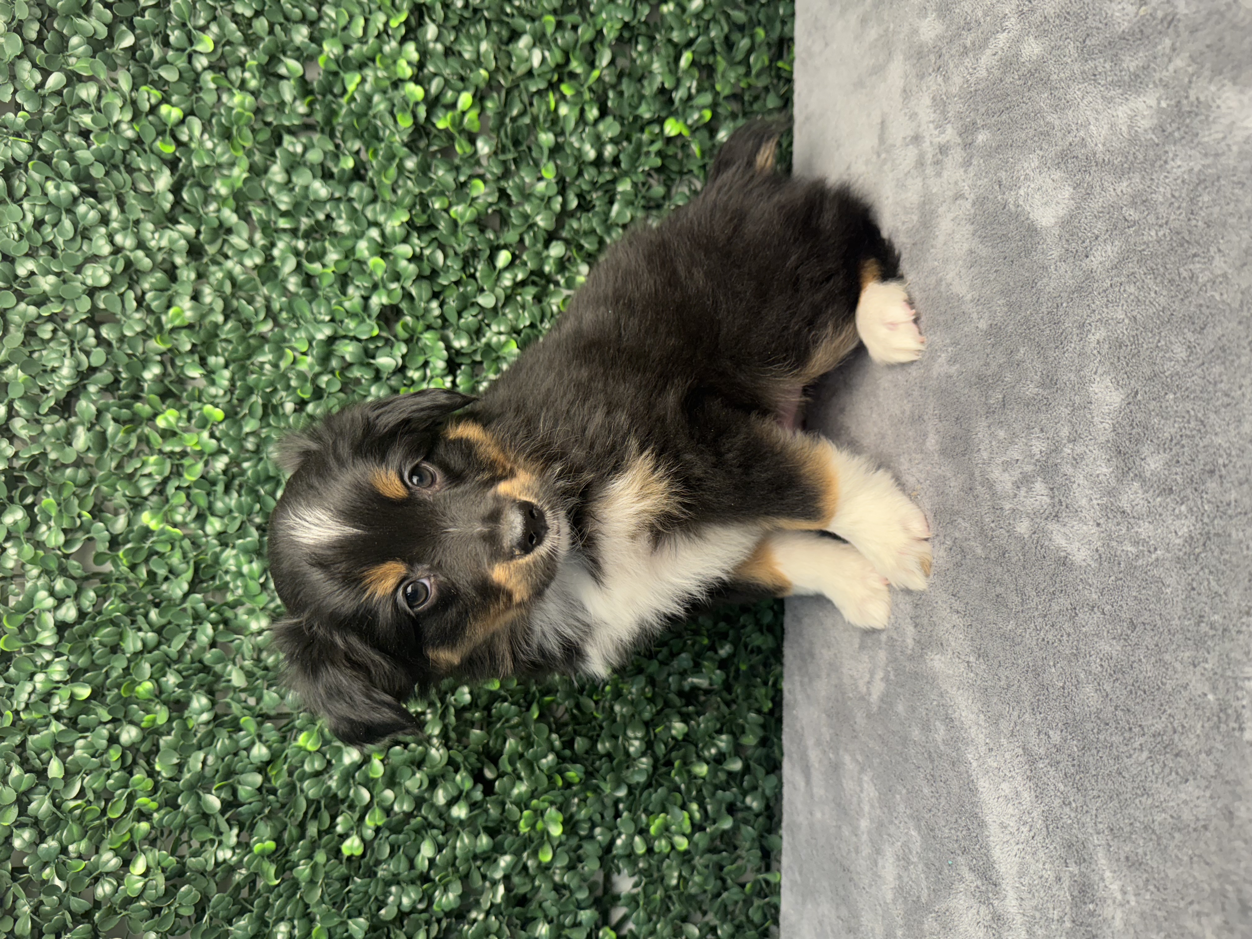 Miniature Australian Shepherd - 5047 Image #1