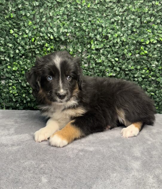 [#25367-09] Black White / Tan F Miniature Australian Shepherd Puppies for Sale