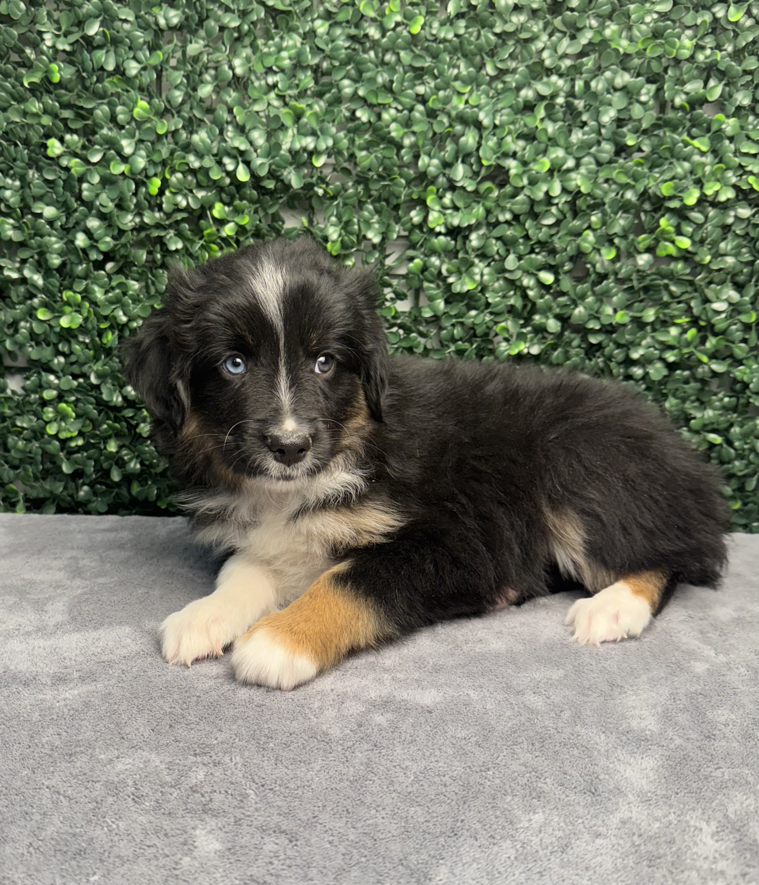 Miniature Australian Shepherd - 5048 Image #1