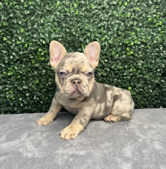 [#252392-02] F French Bulldog Puppies for Sale