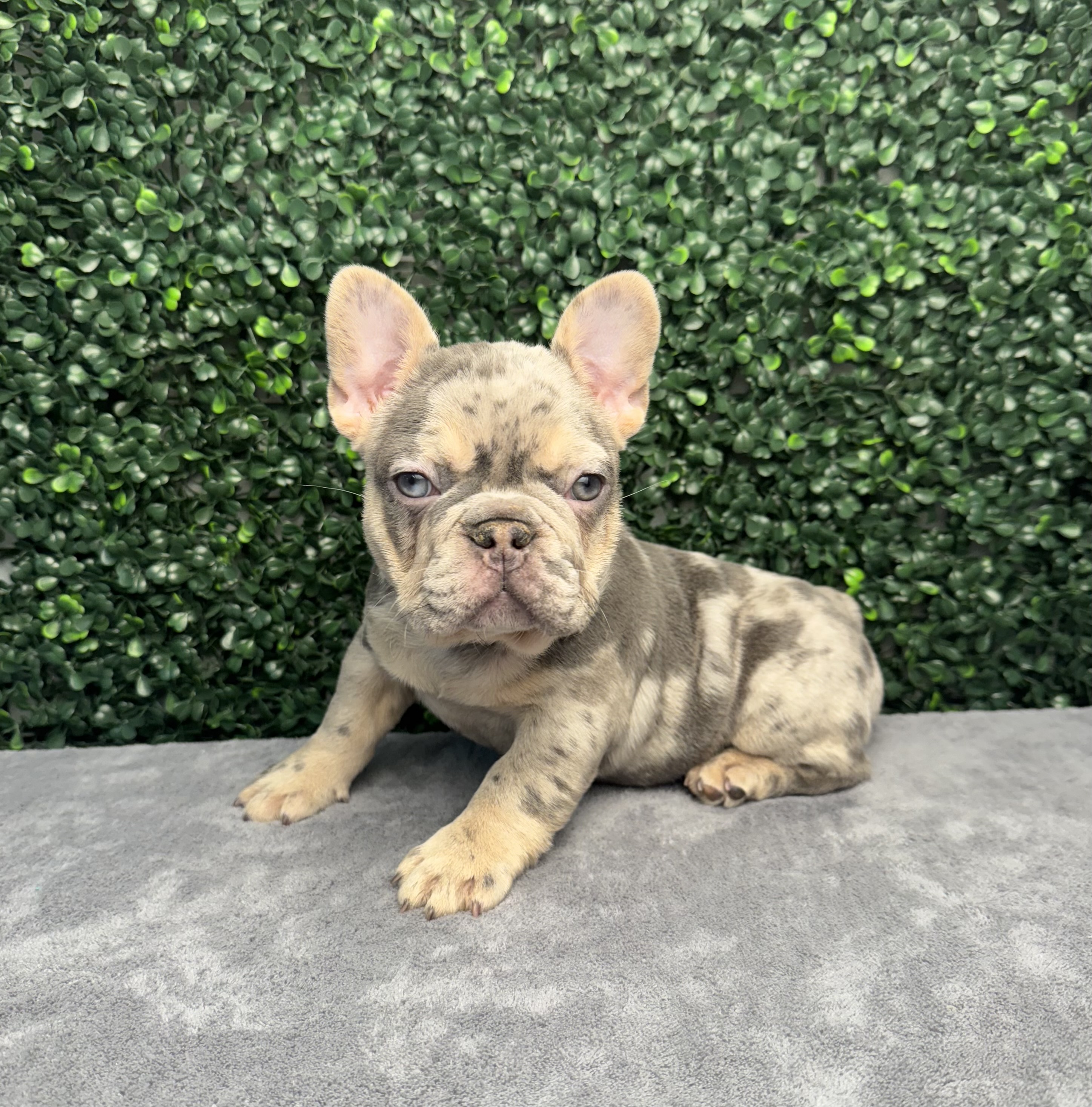 French Bulldog - 5056 Image #1