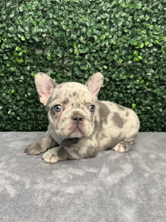 [#252392-01] M French Bulldog Puppies for Sale
