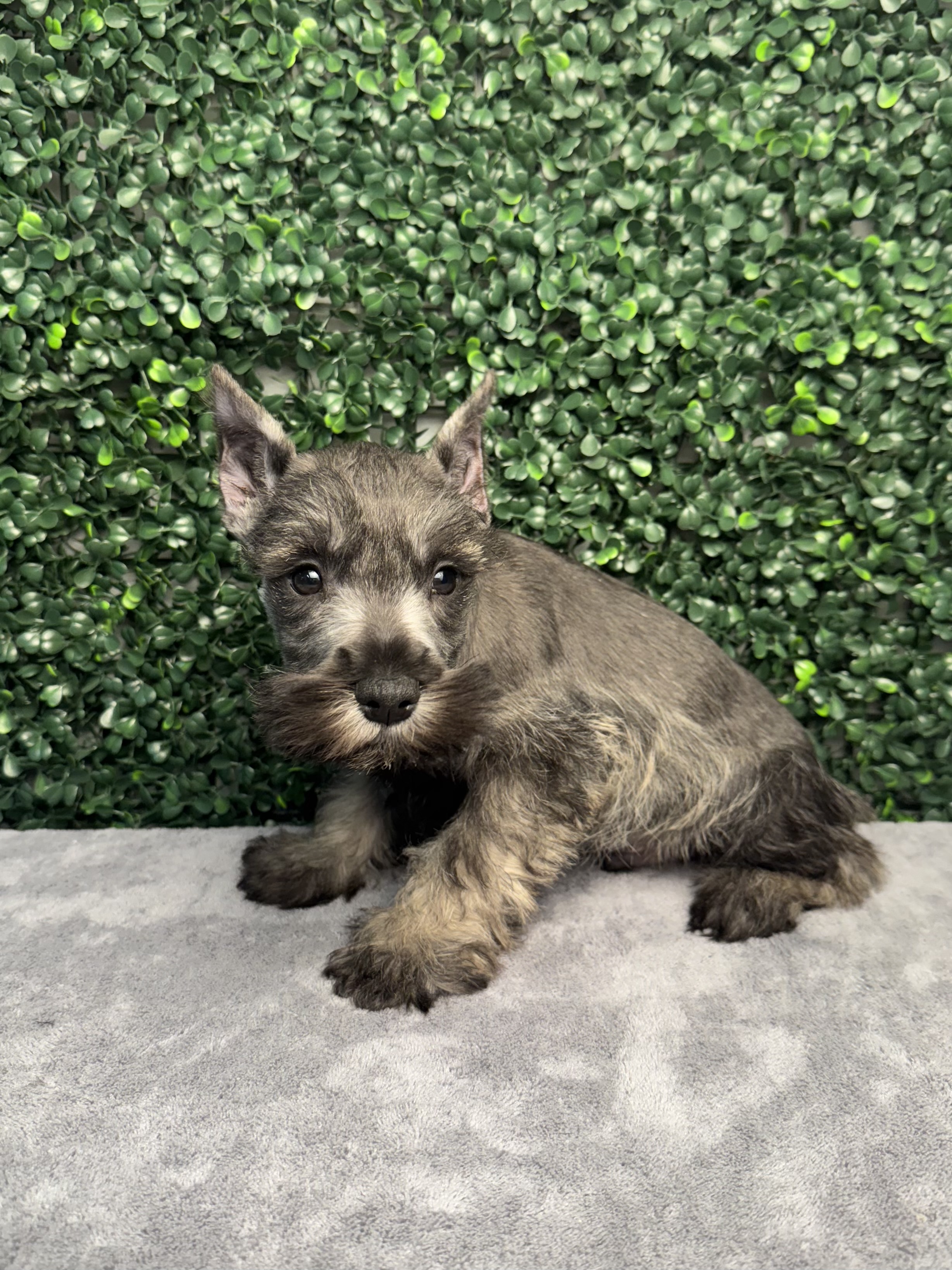 Miniature Schnauzer - 5057 Image #1