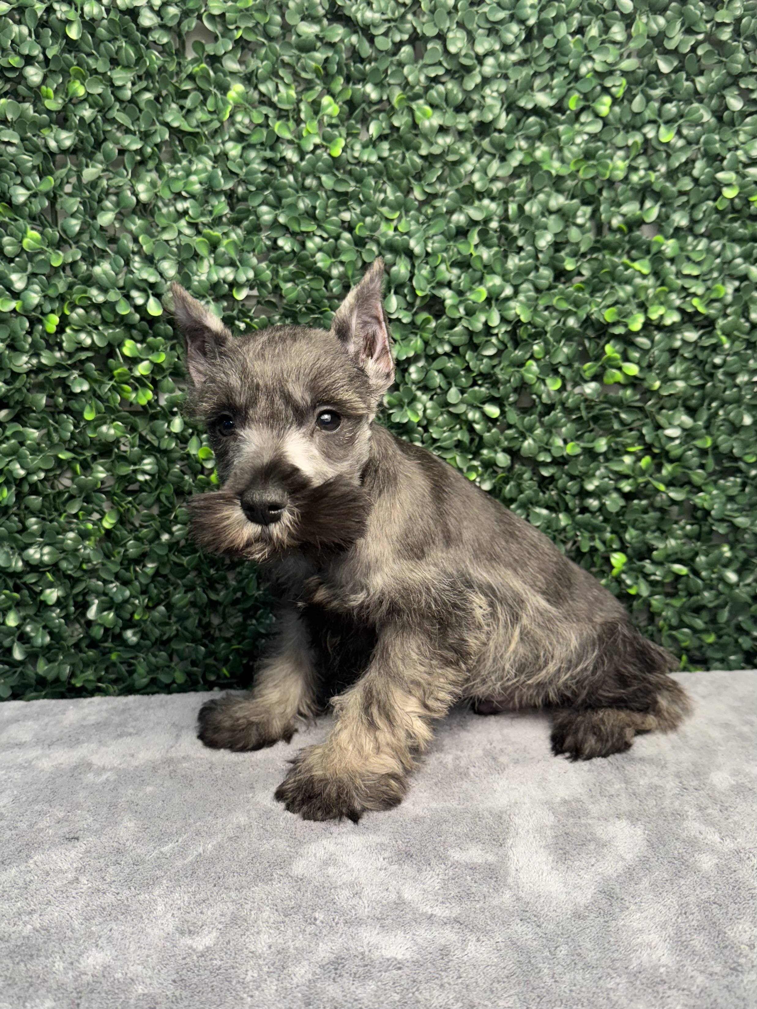 Miniature Schnauzer - 5057 Image #2