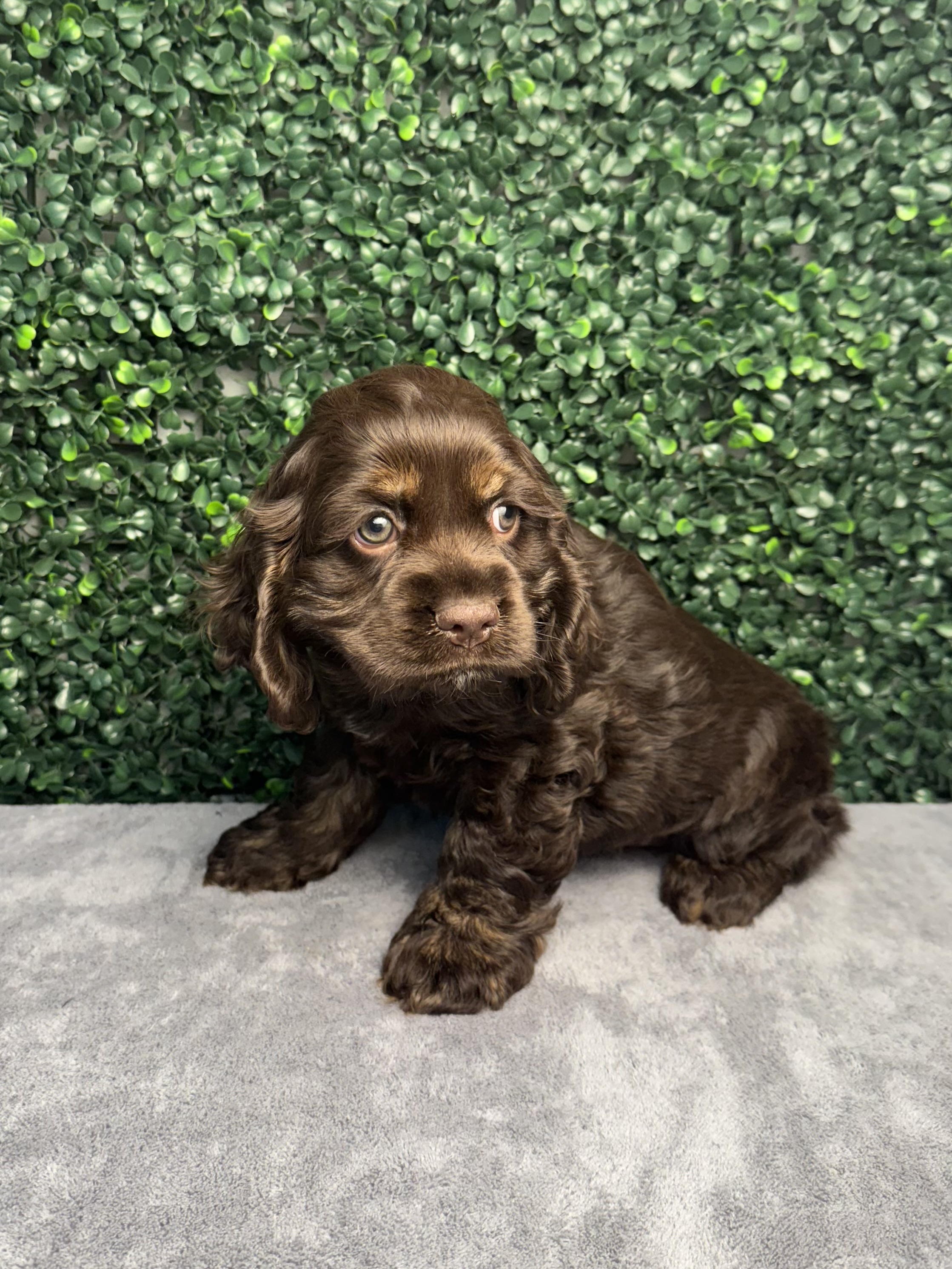 Cocker Spaniel - 5054 Image #1