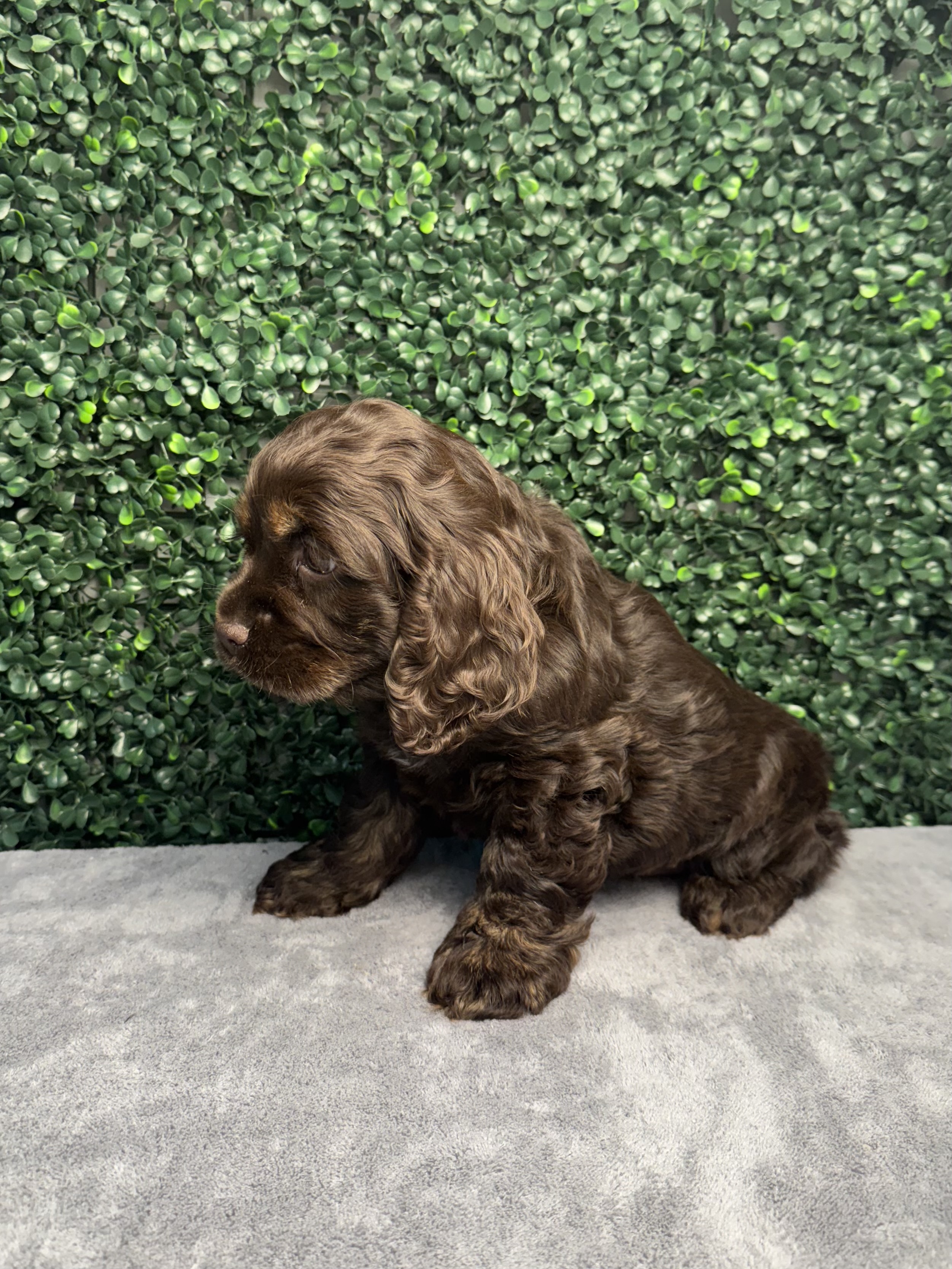 Cocker Spaniel - 5054 Image #2