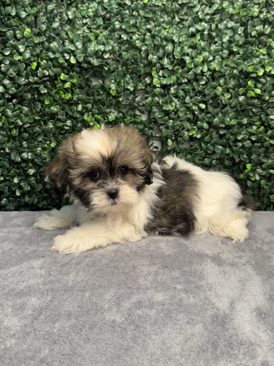 [#252337-03] Chocolate / White F ShihPoo Puppies for Sale