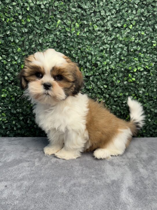 [#252219-06] Brown / White F Shih Tzu Puppies for Sale