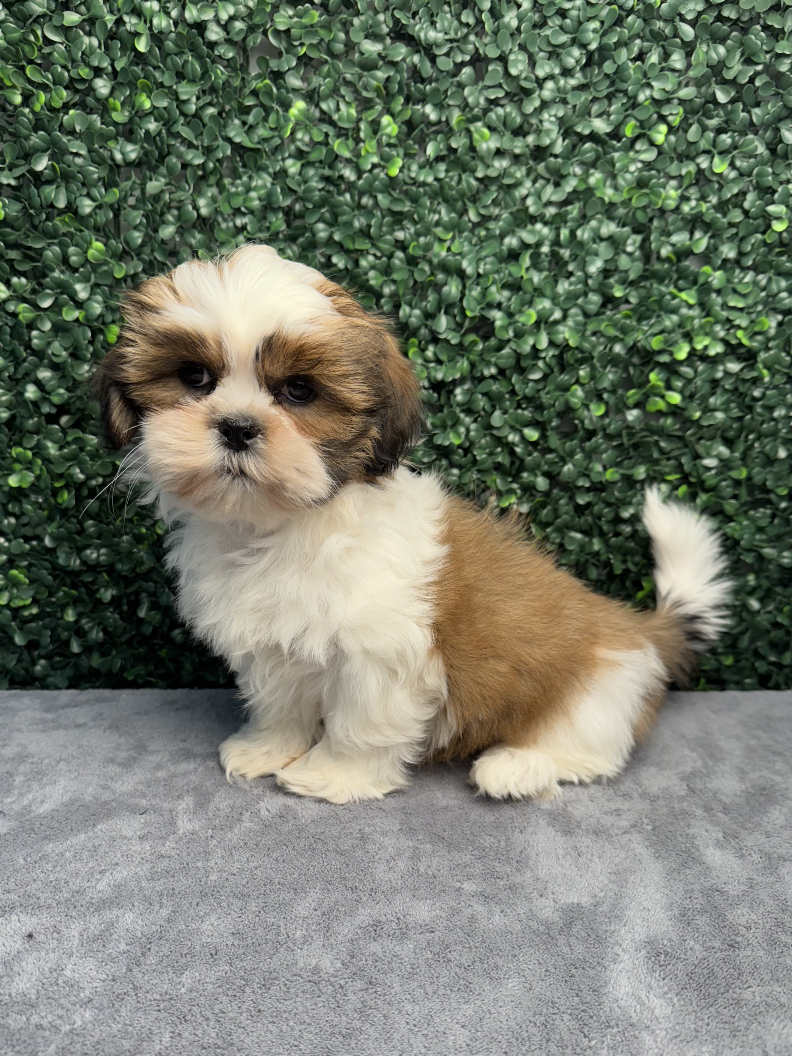Shih Tzu - 5050 Image #1