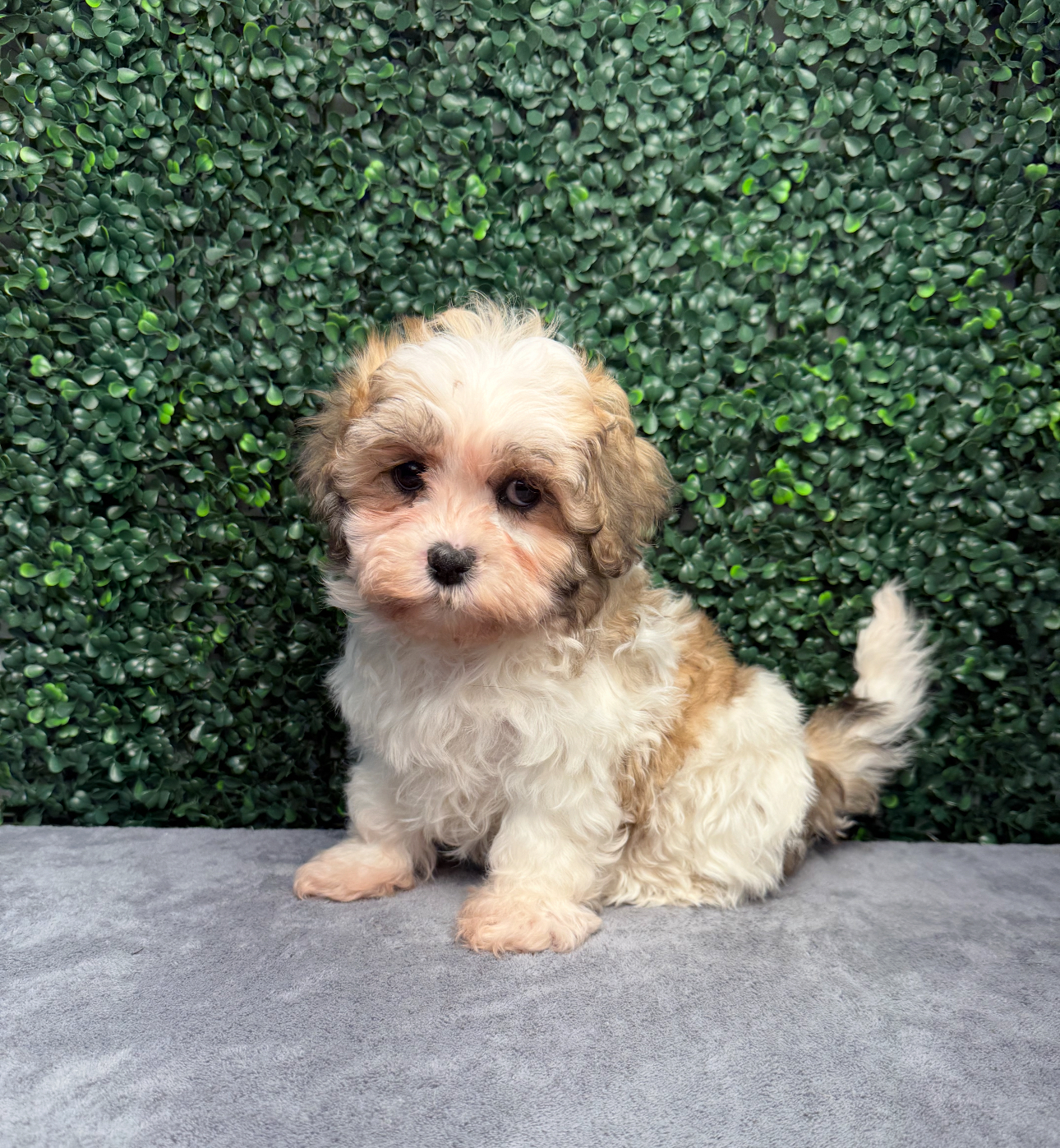 Teddy Bear - 5052 Image #1