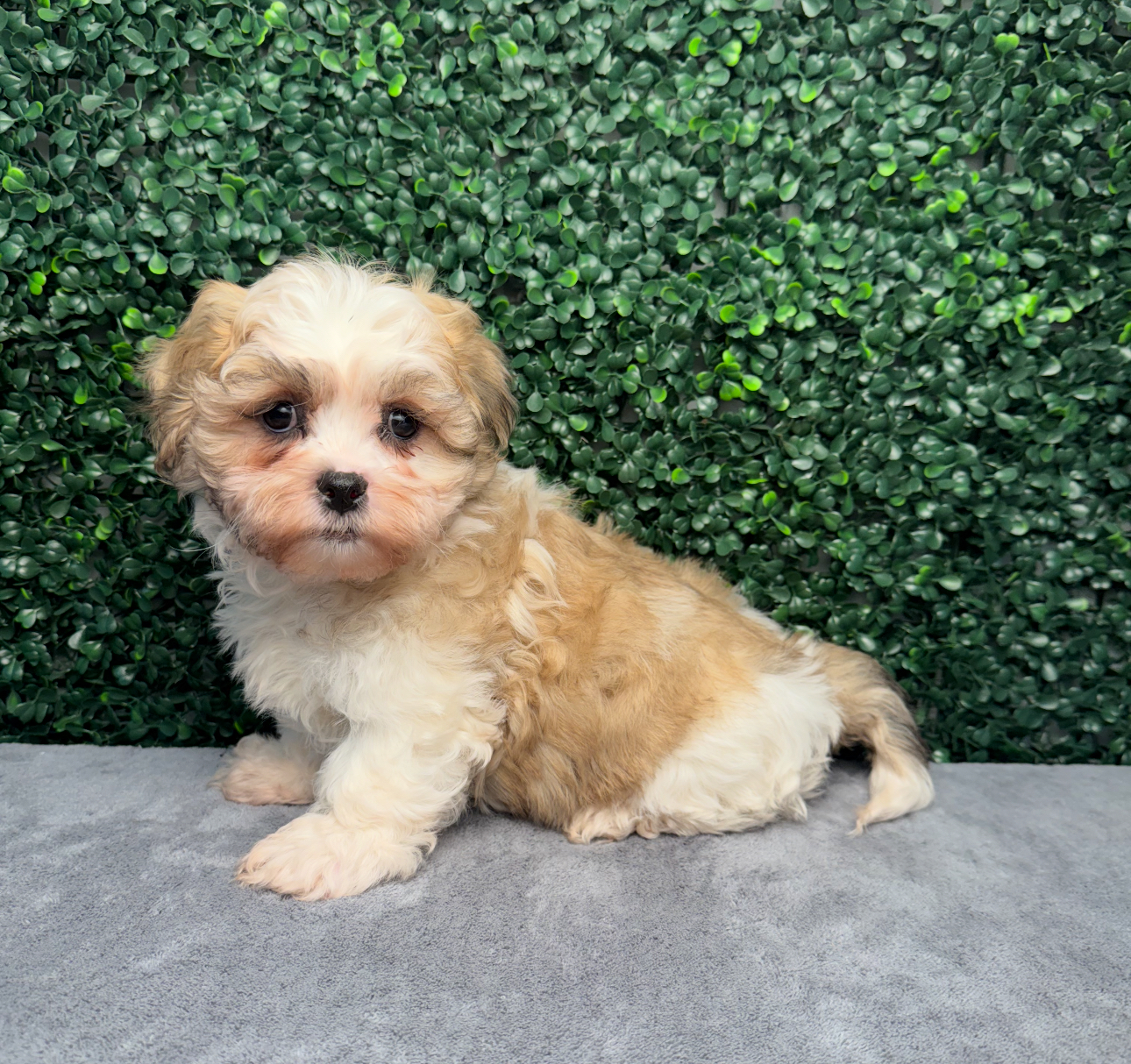 Teddy Bear - 5051 Image #1