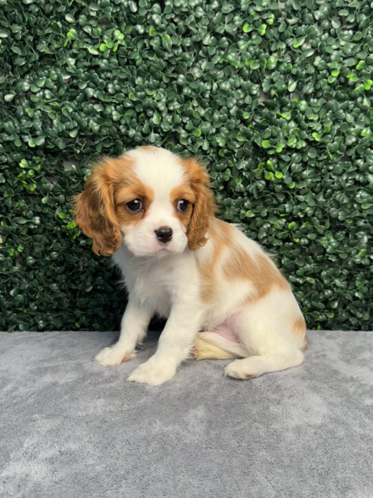 [#252431-04] Blenheim F Cavalier King Charles Spaniel Puppies for Sale