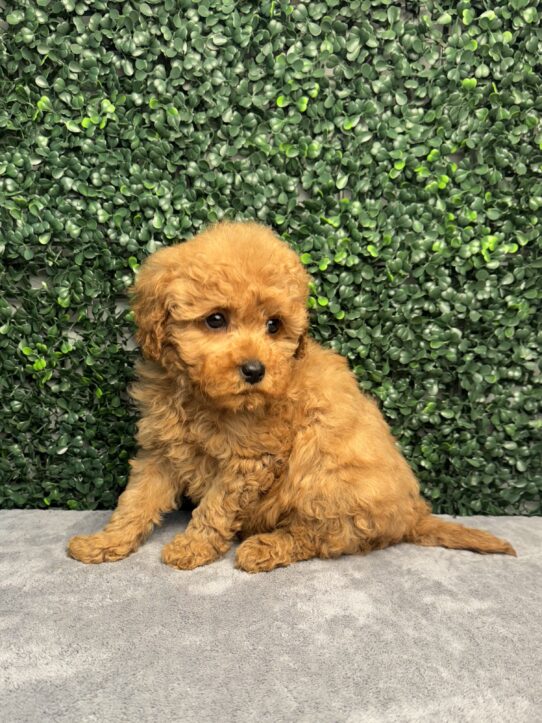 [#252468-01] Red M Goldendoodle Mini Puppies for Sale