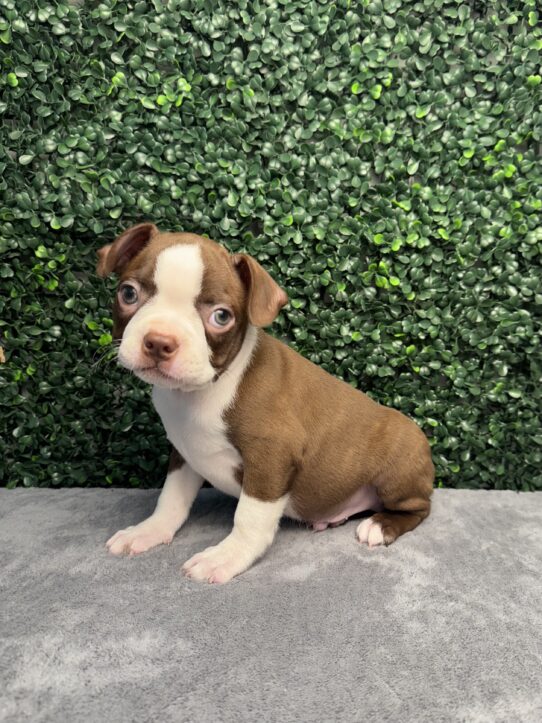[#252402-01] Brown / White M Boston Terrier Puppies for Sale