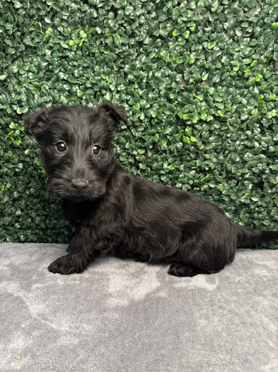 Scottish Terrier-Dog-Female--5059-Tiny Paws
