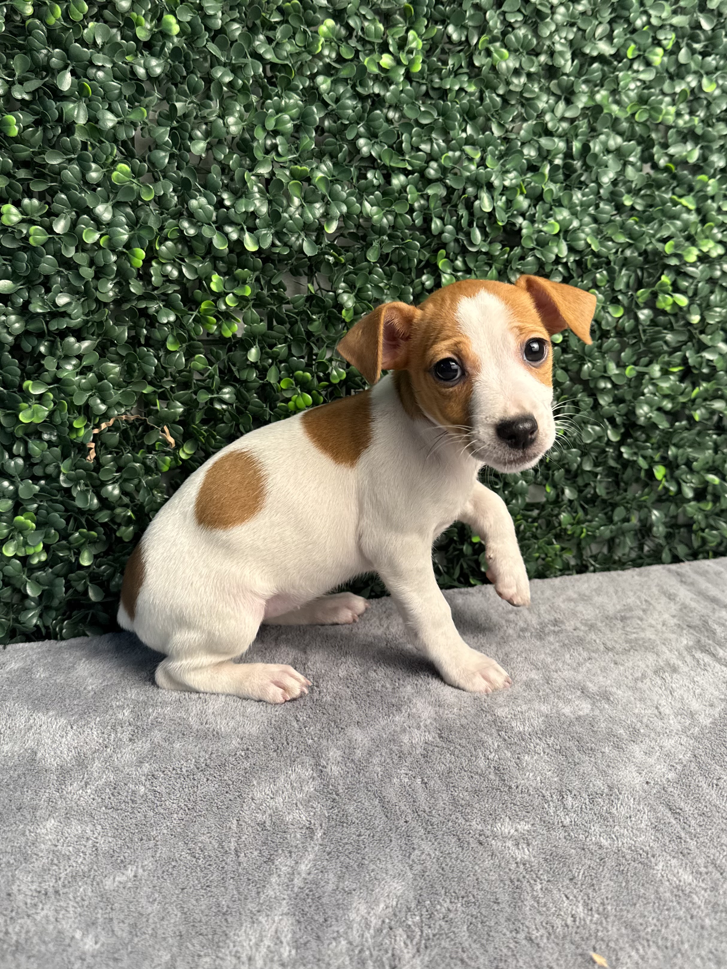 Jack Russell Terrier - 5058 Image #1