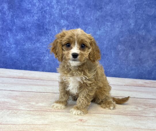 [#2589-05] Red F Cavapoo Puppies for Sale