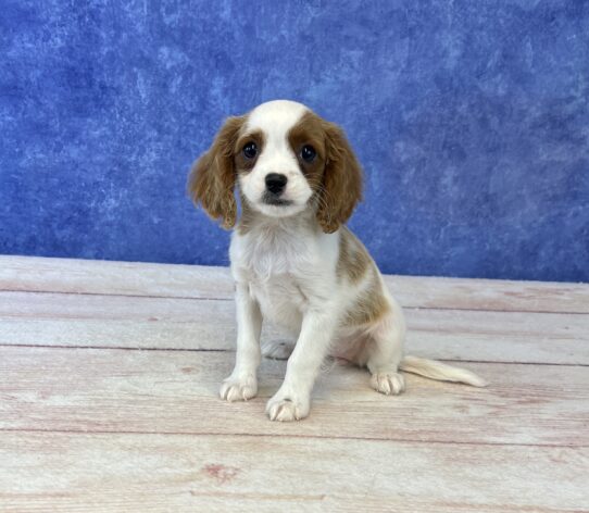 [#2589-07] Blenheim F Cavapoo Puppies for Sale