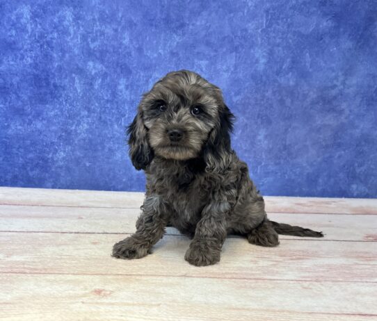 [#2588-02] Black F Cavapoo Puppies for Sale
