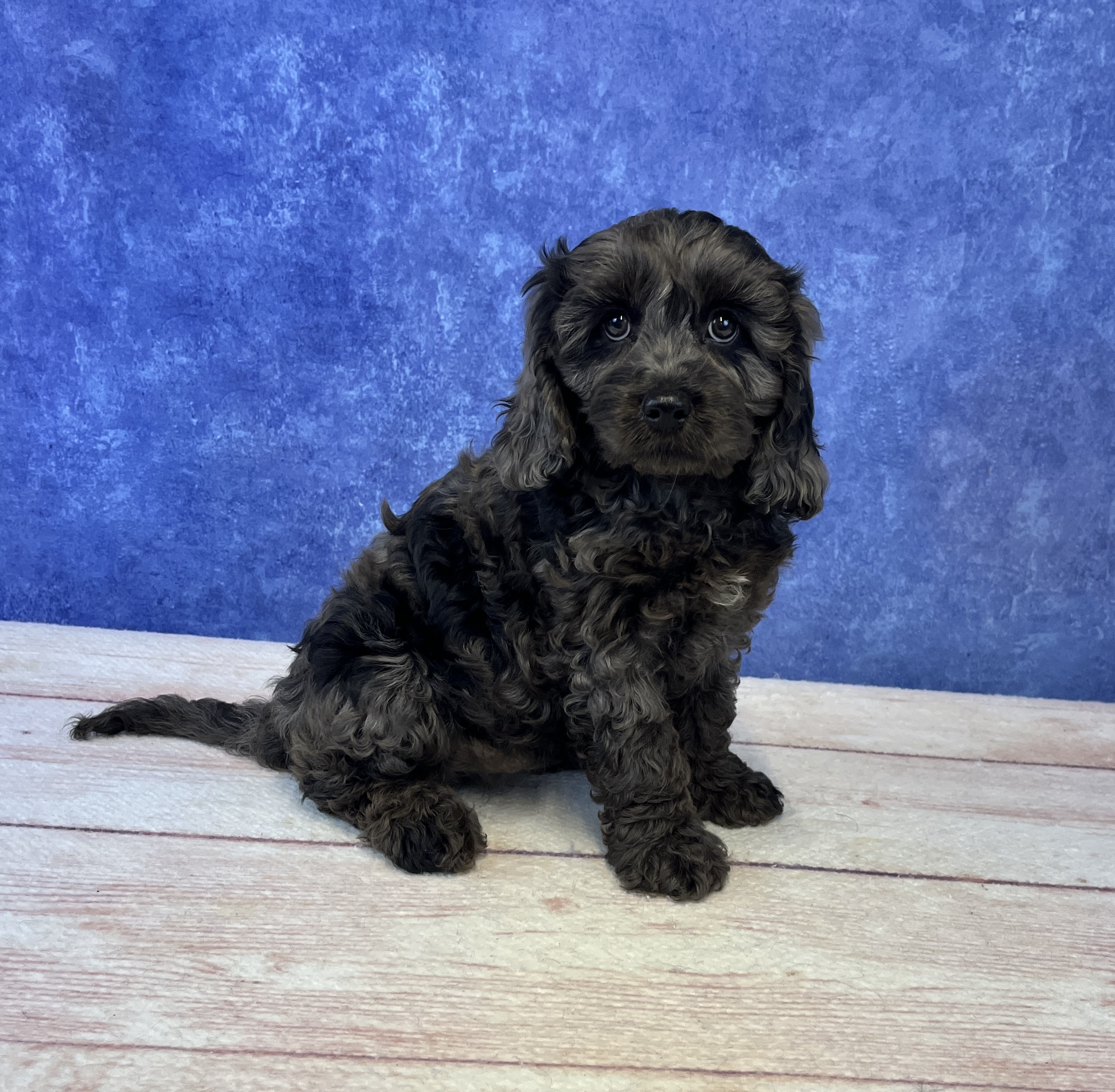 Cavapoo - 5039 Image #1