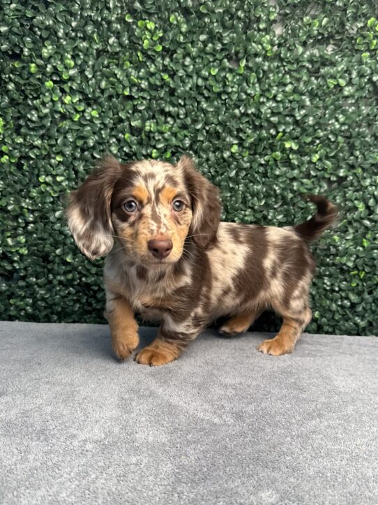 [#25859-05] Chocolate / Tan F Dachshund Puppies for Sale