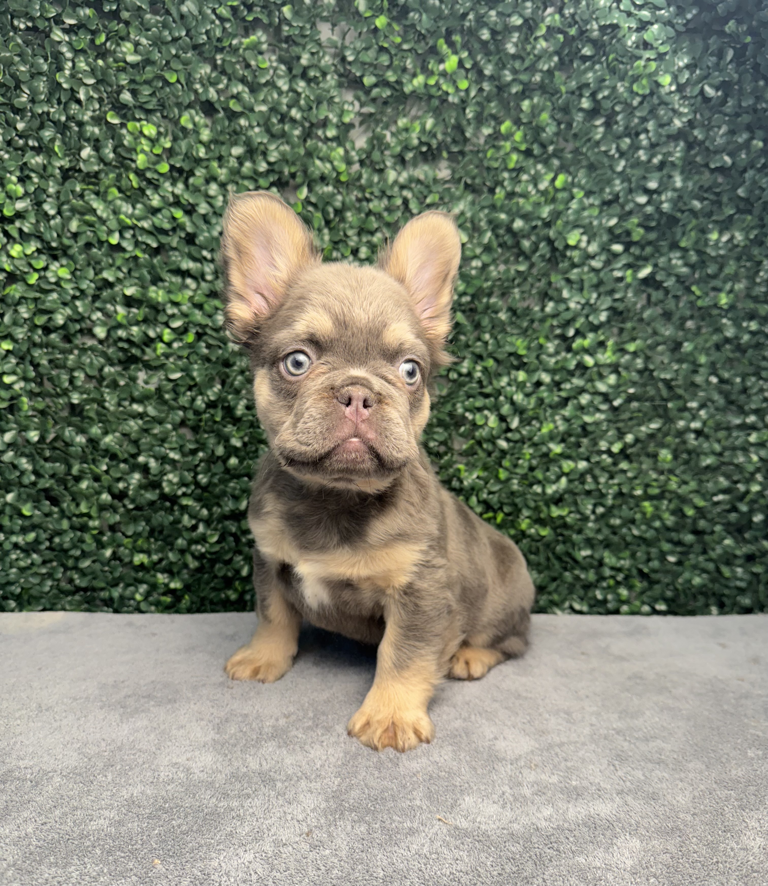 French Bulldog - 5063 Image #1
