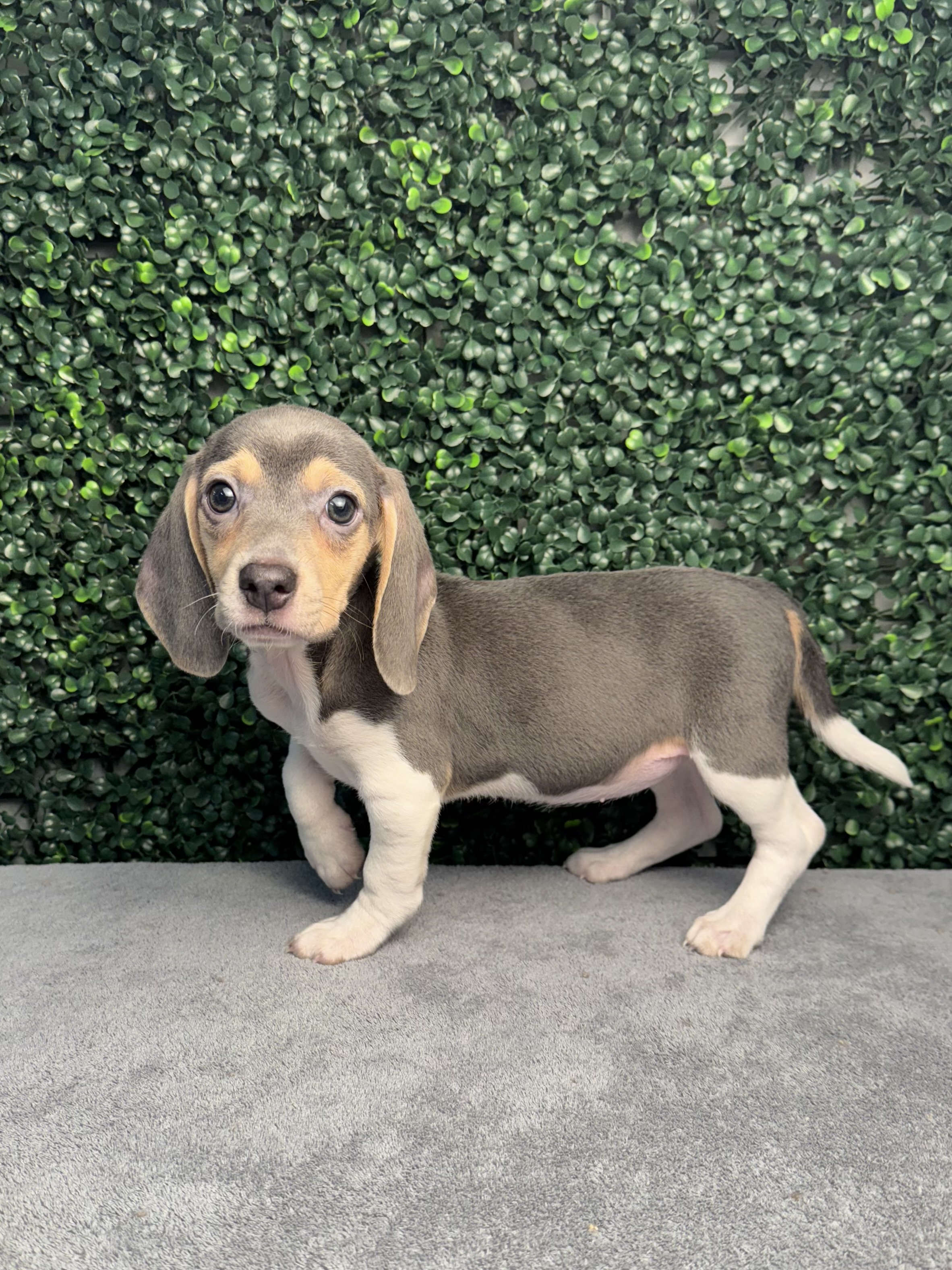 Beagle - 5070 Image #1