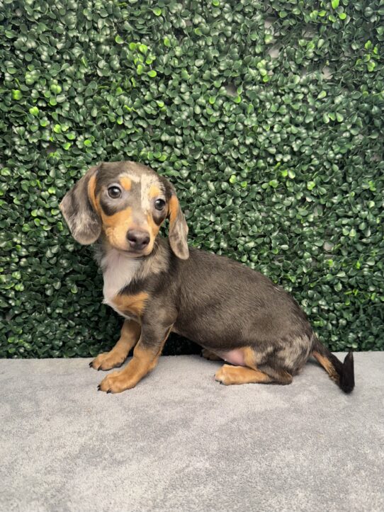 [#25867-06] Blue Dapple / Tan F Dachshund Puppies for Sale