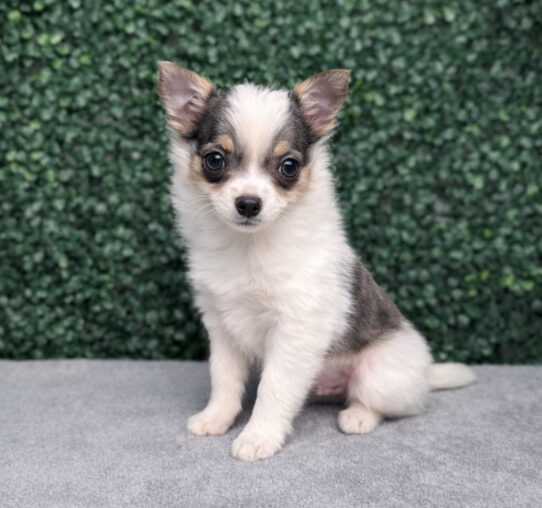 [#262-02] Blue M PomChi Puppies for Sale