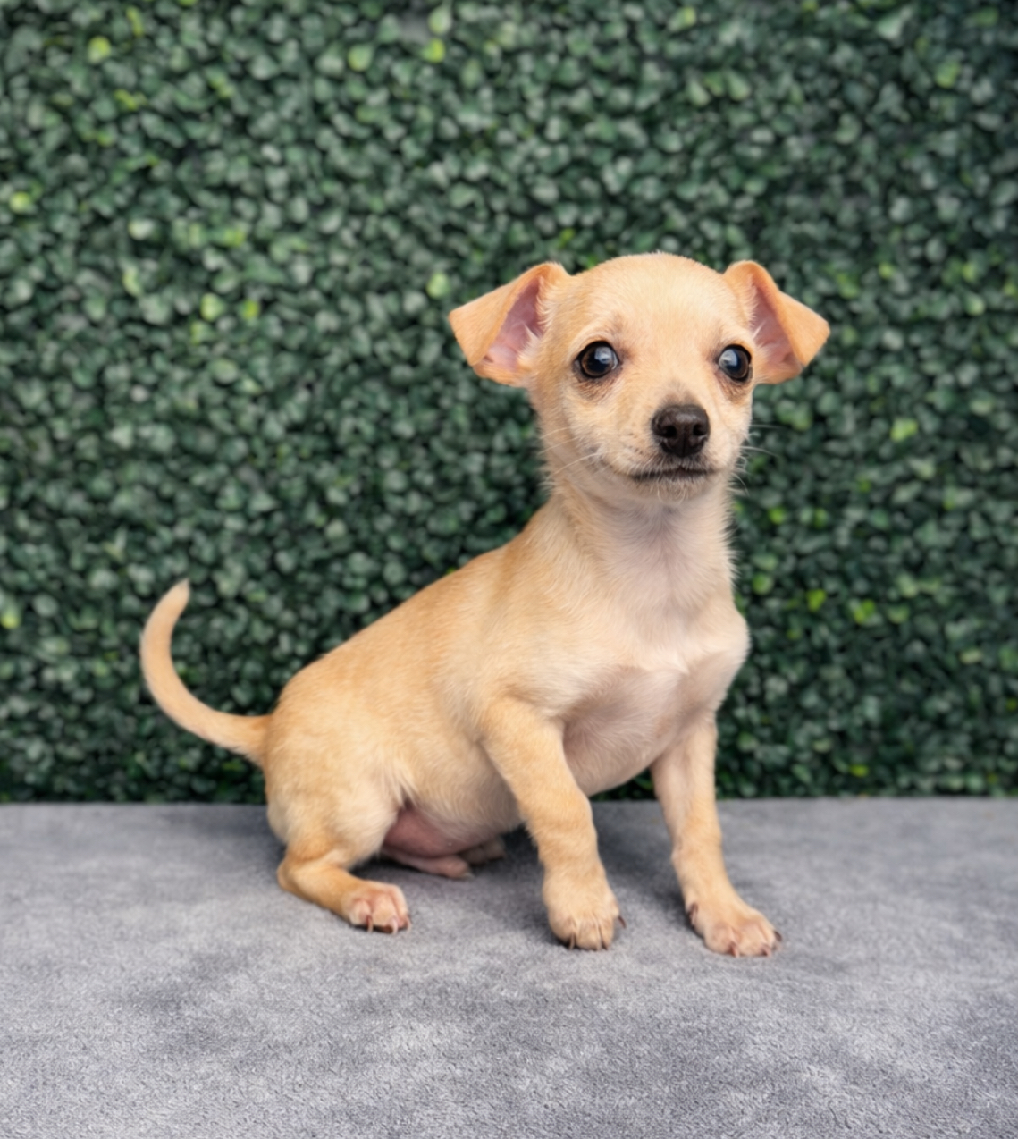 Chihuahua - 5079 Image #1