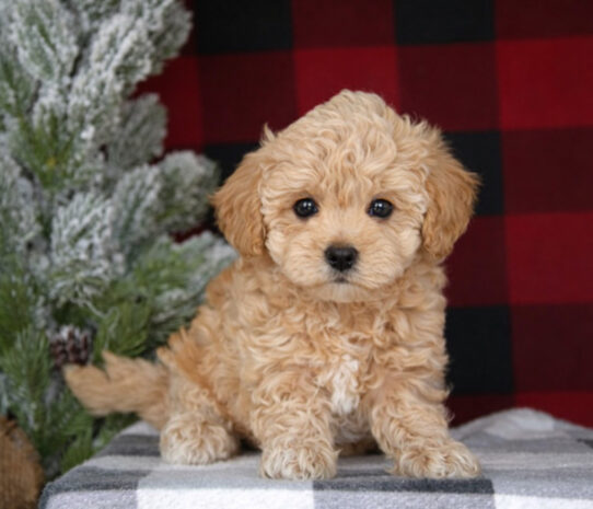 Poodle Mini/Bichon Frise-Dog-Female--5077-Tiny Paws