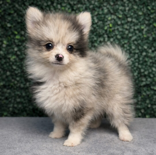 [#25868-05] Blue Merle M Pomeranian Puppies for Sale