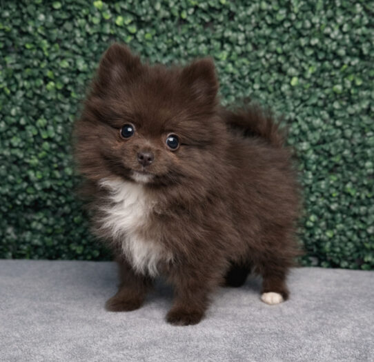 Pomeranian-Dog-Male--5075-Tiny Paws