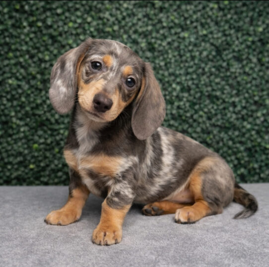 [#25867-07] Blue Dapple / Tan F Dachshund Puppies for Sale