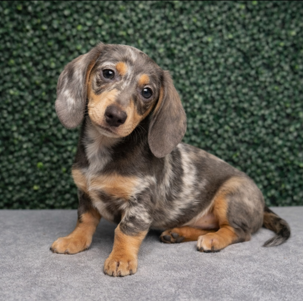 Mini Dachshund - 5074 Image #1