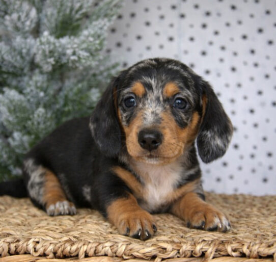 [#25867-05] Black / Tan F Dachshund Puppies for Sale
