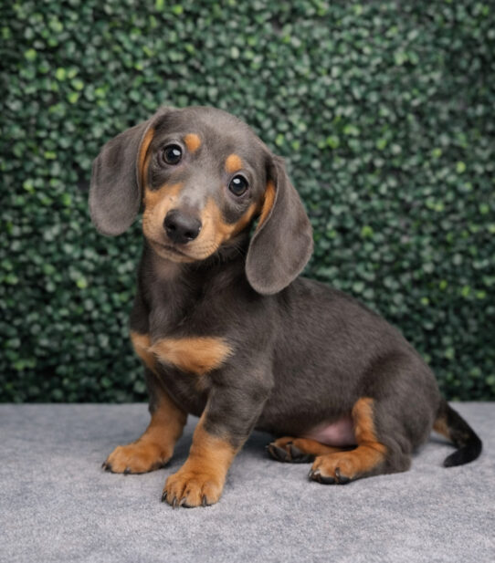 [#25867-04] Blue / Tan F Dachshund Puppies for Sale